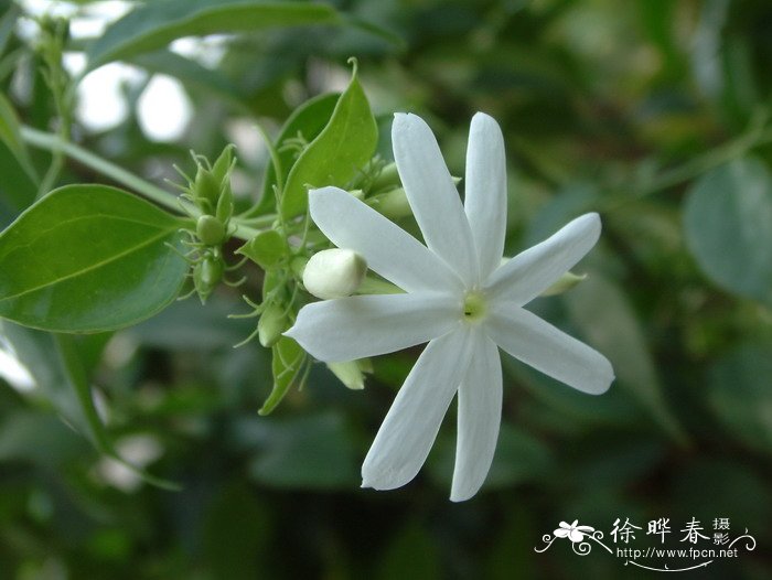 樟叶素馨Jasminum cinnamomifolium