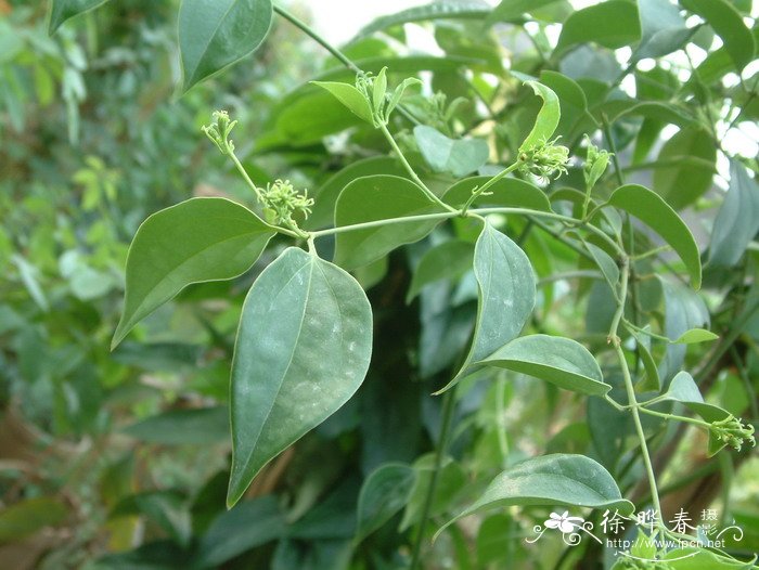 樟叶素馨Jasminum cinnamomifolium
