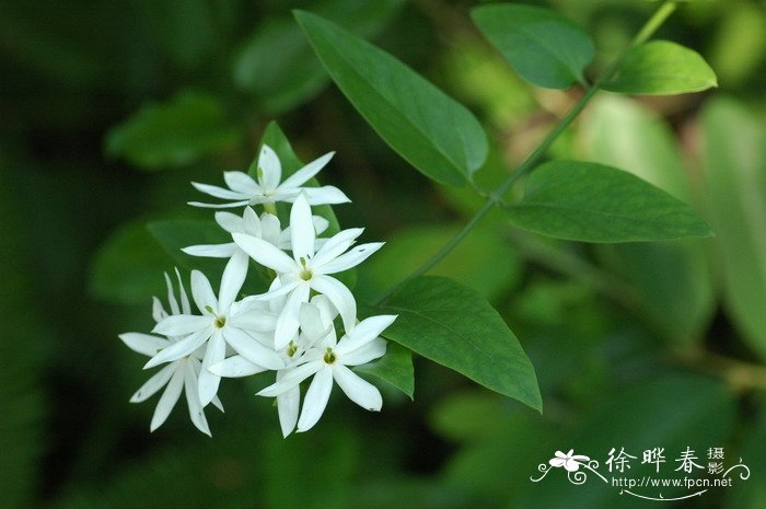 扭肚藤Jasminum elongatum 扭肚藤Jasminum elongatum