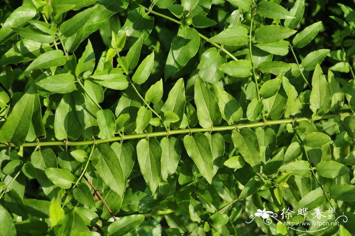 扭肚藤Jasminum elongatum 扭肚藤Jasminum elongatum