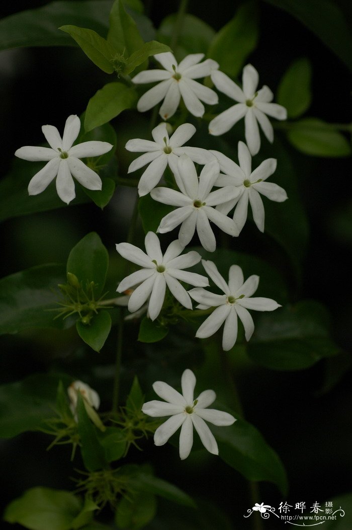 扭肚藤Jasminum elongatum