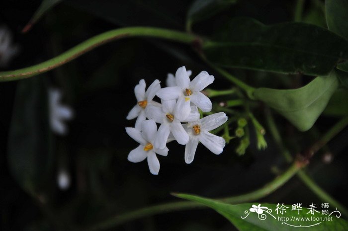 清香藤Jasminum lanceolarium