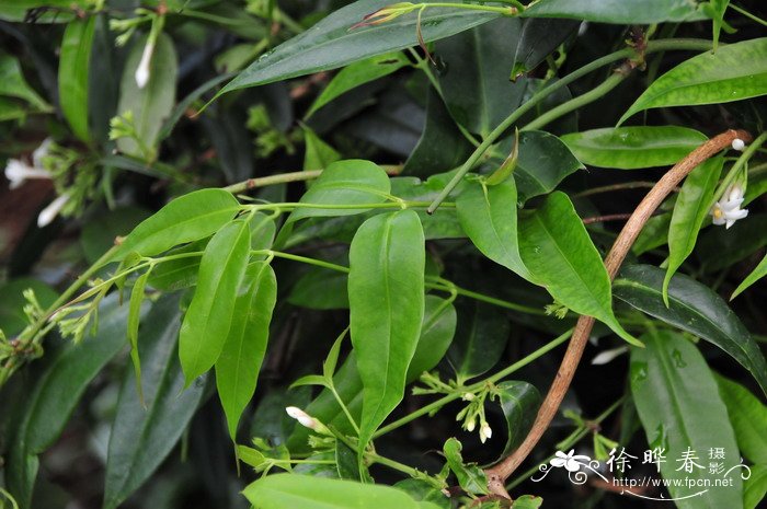 清香藤Jasminum lanceolarium 清香藤Jasminum lanceolarium