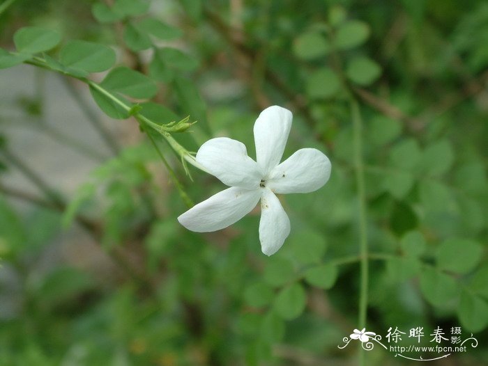 素馨 Jasminum officinale