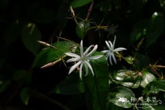 厚叶素馨 Jasminum pentaneurum