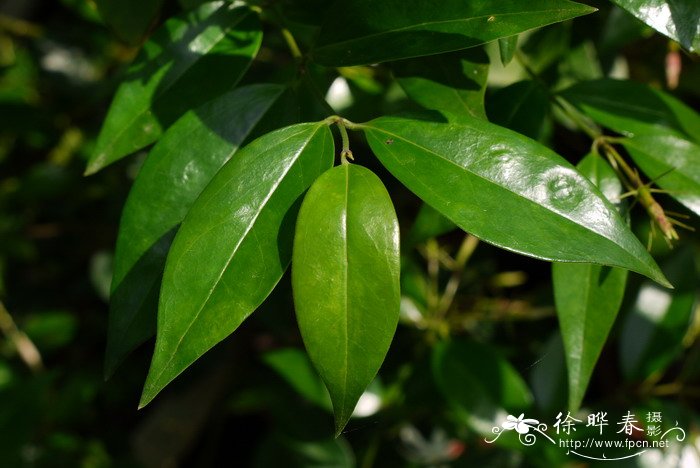 厚叶素馨 Jasminum pentaneurum