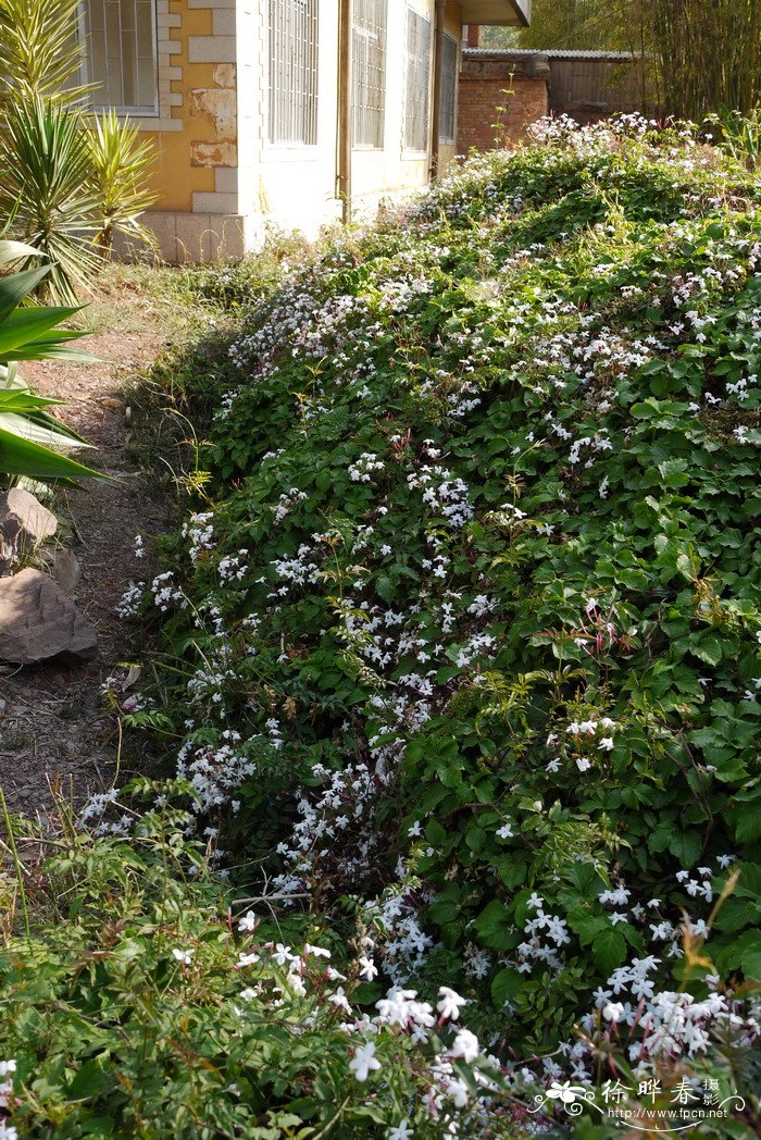 多花素馨Jasminum polyanthum