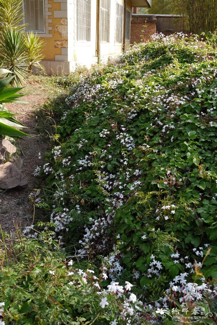 多花素馨jasminum polyanthum