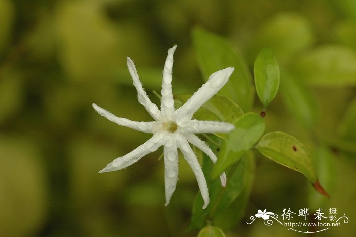 川素馨Jasminum urophyllum