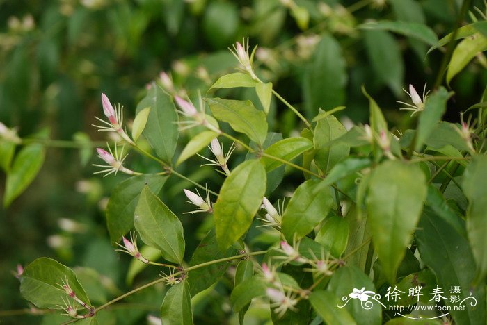 川素馨Jasminum urophyllum