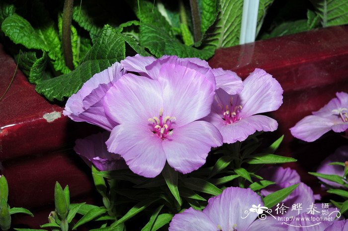 古代稀Clarkia amoena 古代稀Clarkia amoena