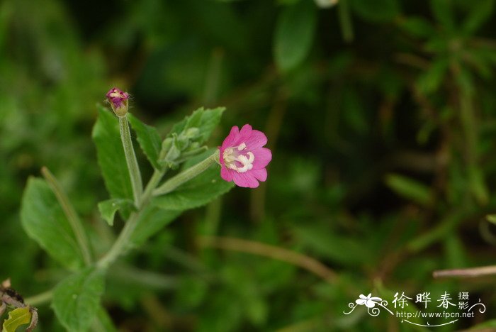 柳叶菜 Epilobium hirsutum 柳叶菜 Epilobium hirsutum