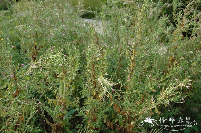 柳叶菜 Epilobium hirsutum