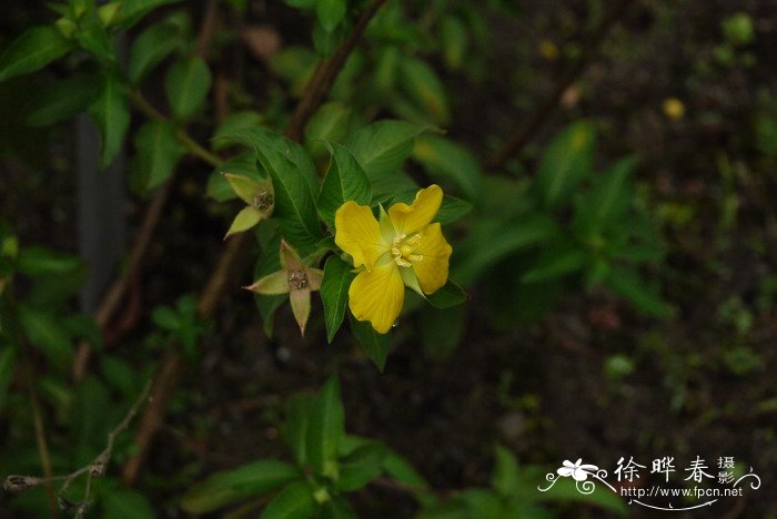 秘鲁水丁香 Ludwigia peruviana 秘鲁水丁香 Ludwigia peruviana