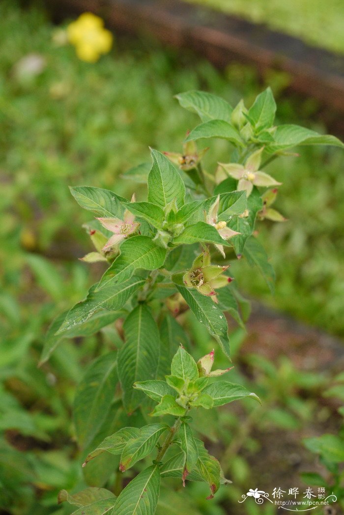 秘鲁水丁香 Ludwigia peruviana