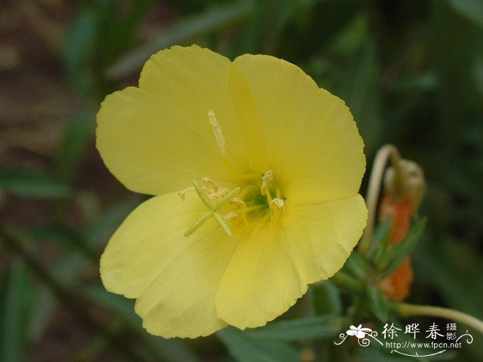 月见草 Oenothera biennis 月见草 Oenothera biennis