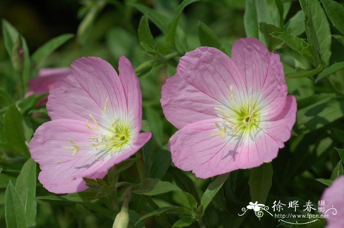 美丽月见草 Oenothera speciosa 美丽月见草 Oenothera speciosa