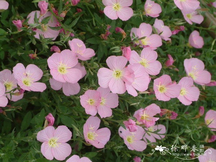美丽月见草 Oenothera speciosa 美丽月见草 Oenothera speciosa