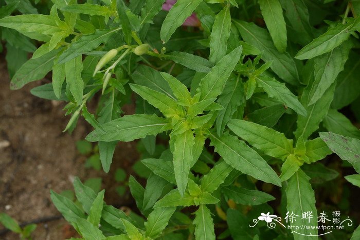 美丽月见草 Oenothera speciosa