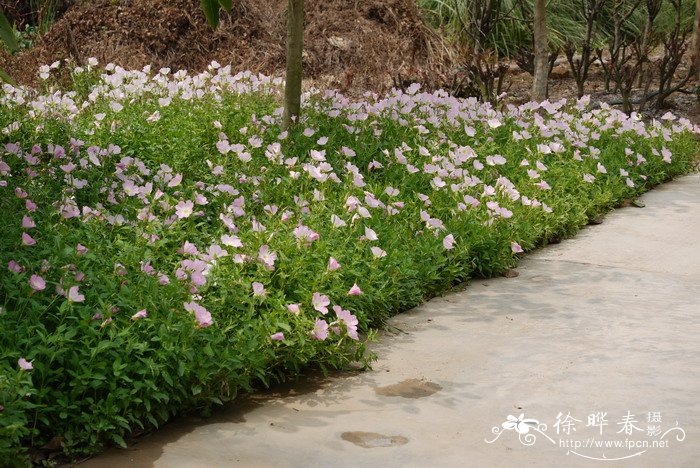 美丽月见草 Oenothera speciosa