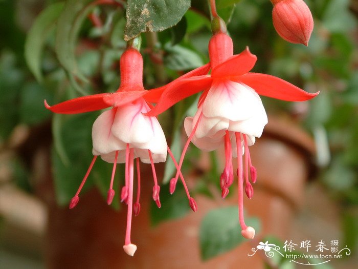 倒挂金钟Fuchsia hybrida