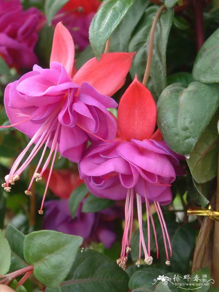 倒挂金钟Fuchsia hybrida