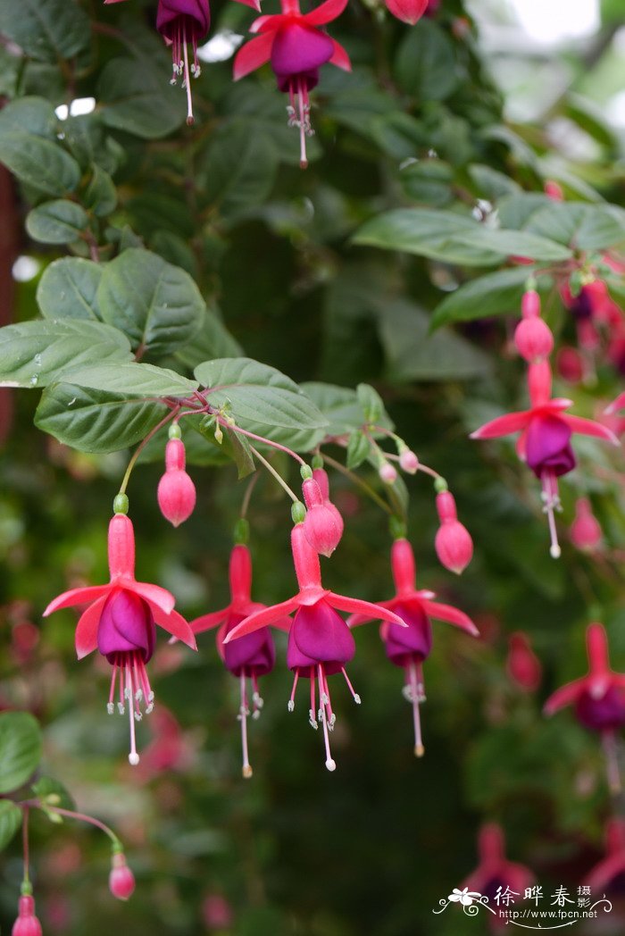 倒挂金钟Fuchsia hybrida