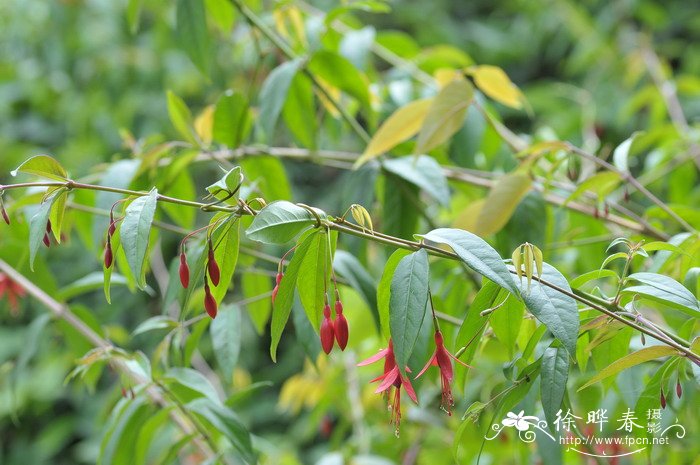 短筒倒挂金钟Fuchsia magellanica 短筒倒挂金钟Fuchsia magellanica