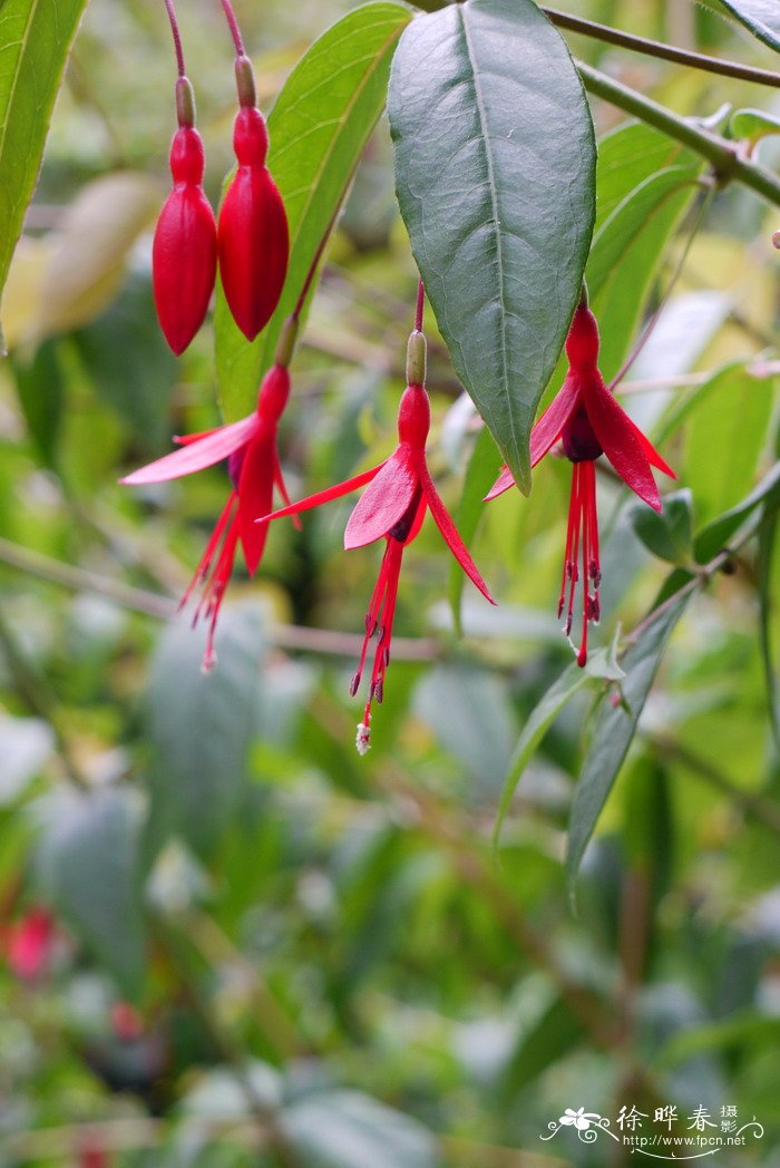 短筒倒挂金钟Fuchsia magellanica