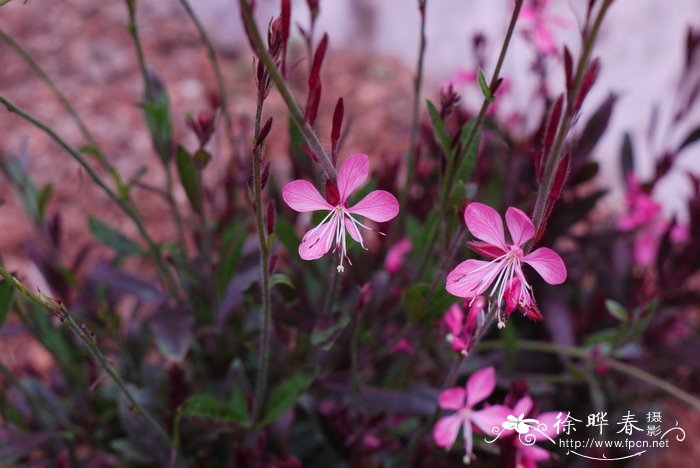 红花山桃草Gaura ‘Siskiyou Pink’ 红花山桃草Gaura ‘Siskiyou Pink’
