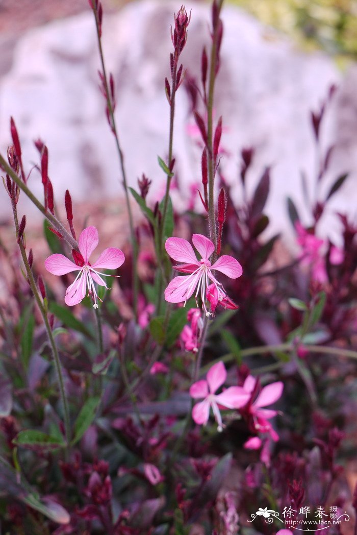 红花山桃草Gaura ‘Siskiyou Pink’