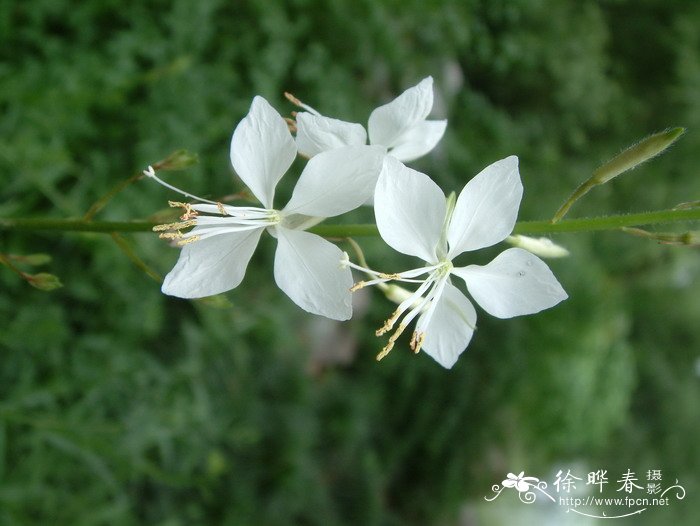 山桃草Gaura lindheimeri 山桃草Gaura lindheimeri