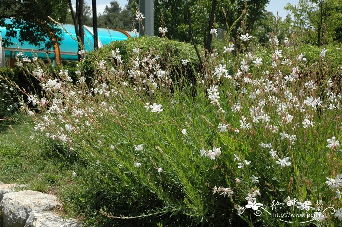 山桃草Gaura lindheimeri 山桃草Gaura lindheimeri