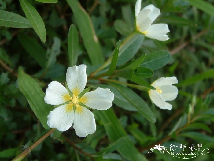 水龙 Ludwigia adscendens 水龙 Ludwigia adscendens