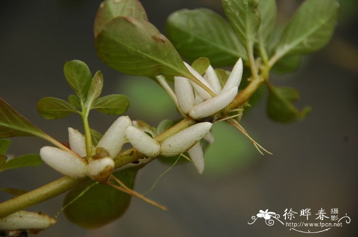 水龙 Ludwigia adscendens