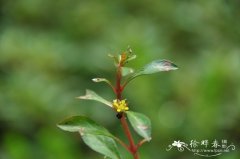 卵叶丁香蓼Ludwigia ovalis