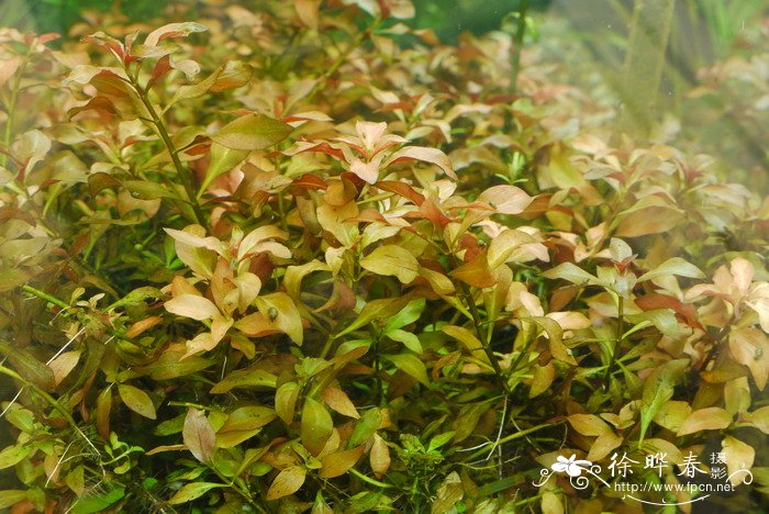 叶底红Ludwigia palustris