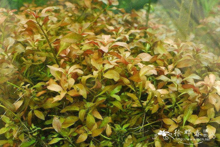 叶底红Ludwigia palustris 叶底红Ludwigia palustris
