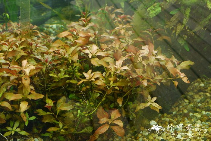 叶底红Ludwigia palustris