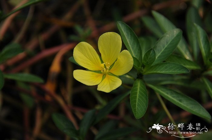 黄花水龙 Ludwigia peploides subsp. stipulacea 黄花水龙 Ludwigia peploides subsp. stipulacea