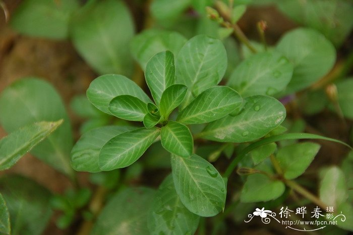 黄花水龙 Ludwigia peploides subsp. stipulacea 黄花水龙 Ludwigia peploides subsp. stipulacea