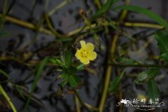 台湾水龙 Ludwigia taiwanensis