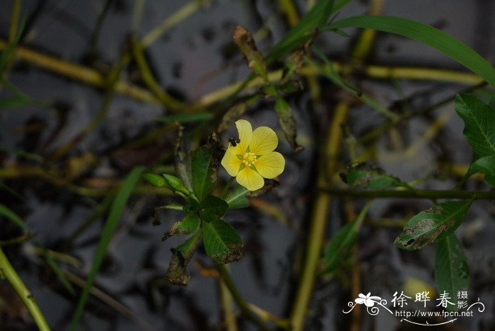 台湾水龙 Ludwigia taiwanensis 台湾水龙 Ludwigia taiwanensis