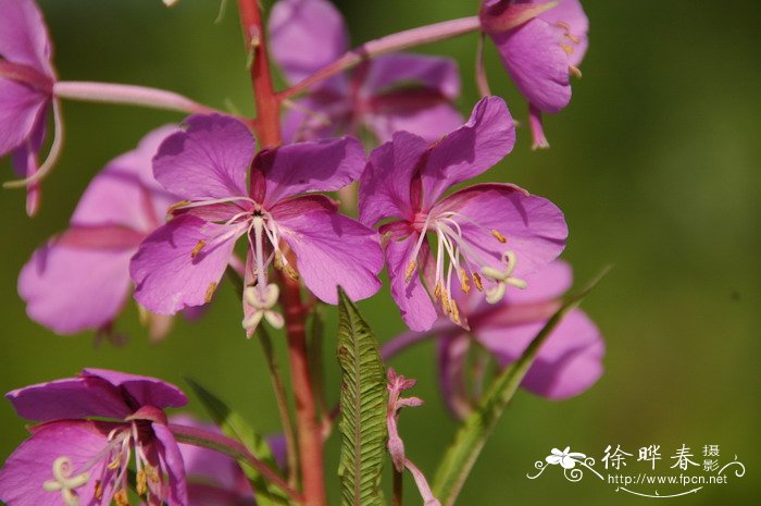 柳兰 Chamerion angustifolium