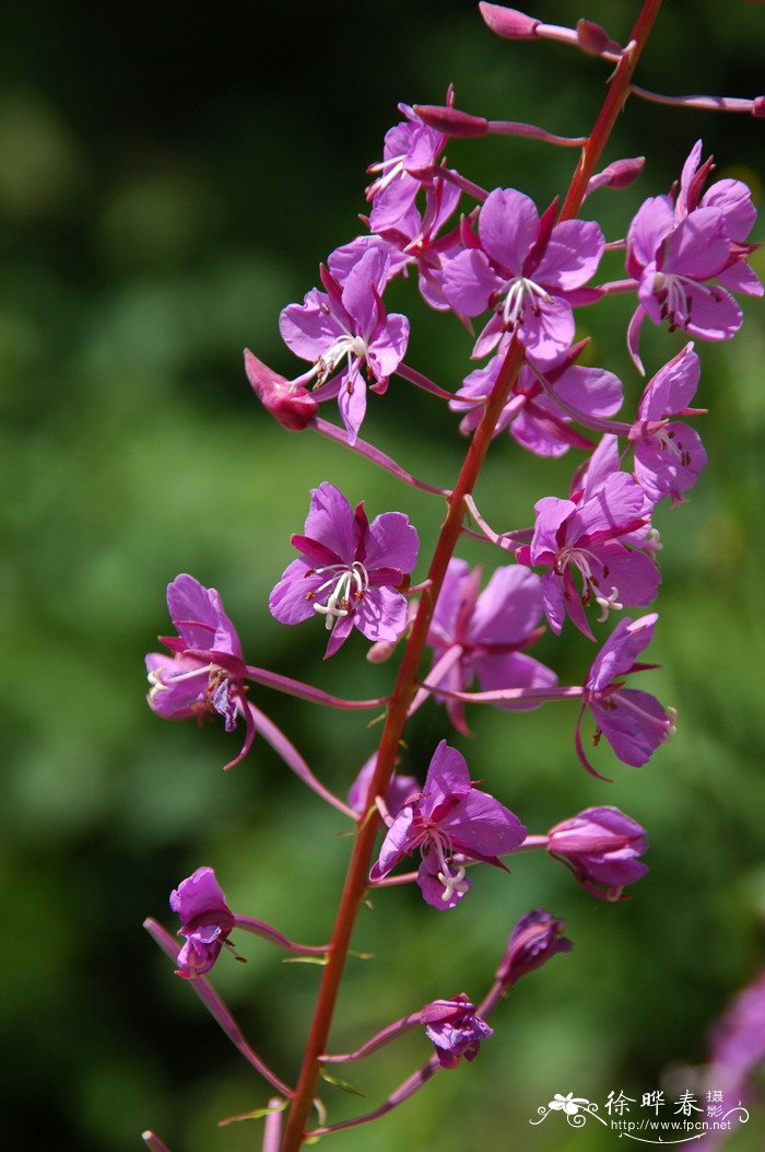 柳兰 Chamerion angustifolium 柳兰 Chamerion angustifolium