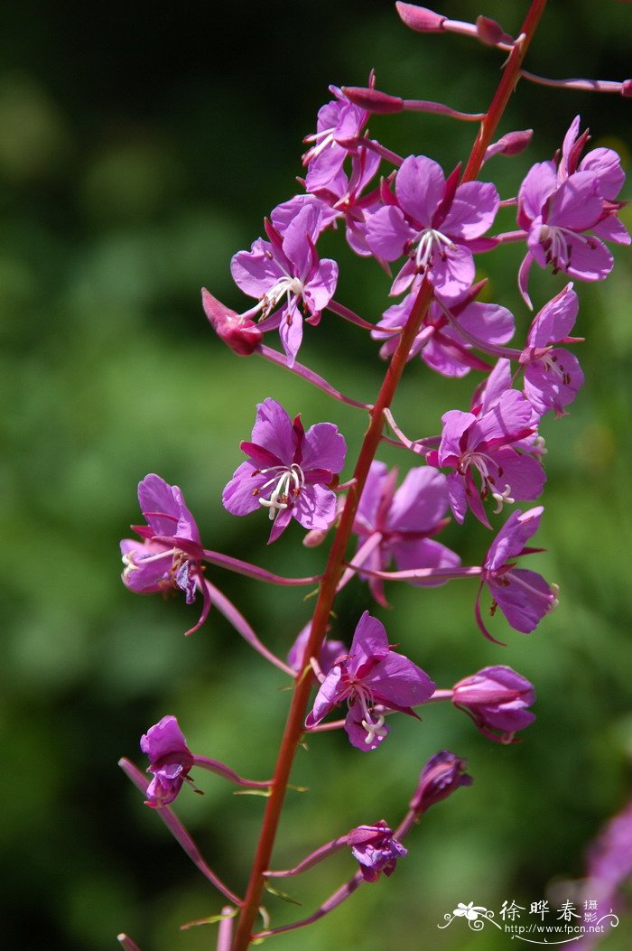 柳兰 Chamerion angustifolium