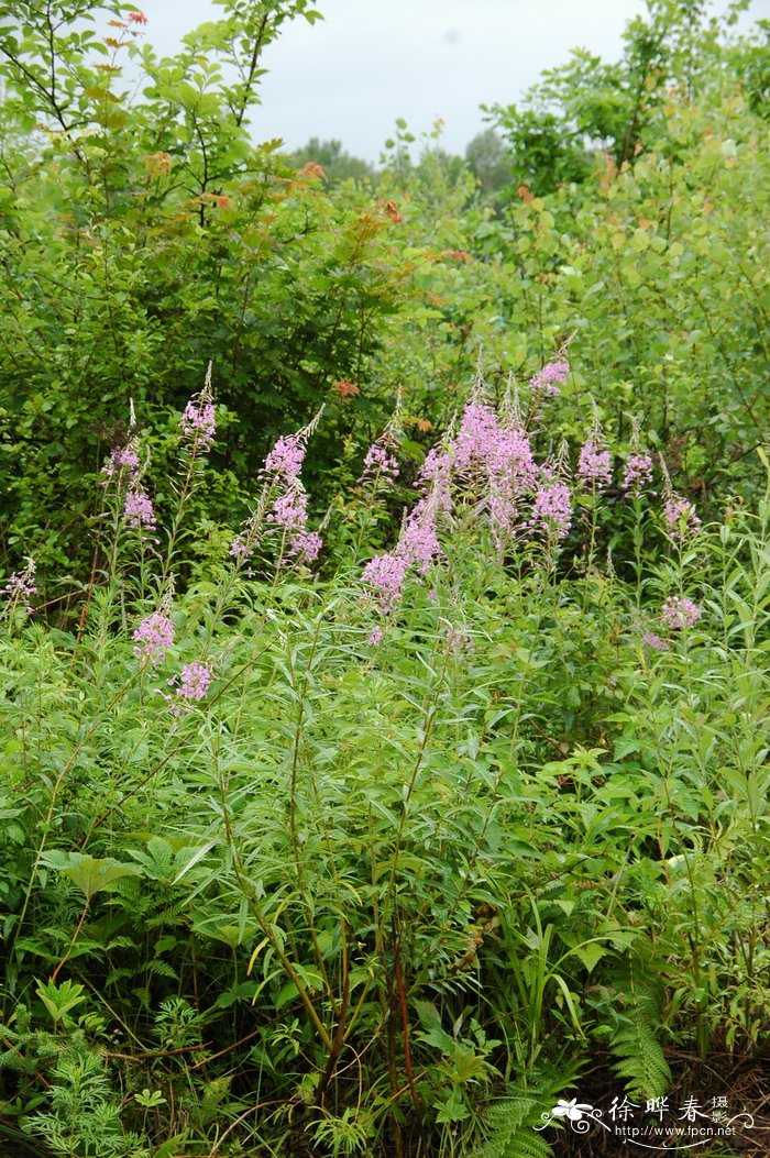 柳兰 Chamerion angustifolium 柳兰 Chamerion angustifolium