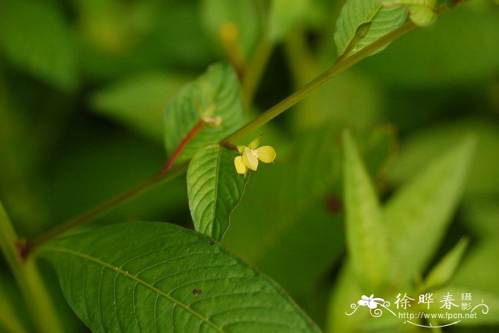 假柳叶菜Ludwigia epilobioides