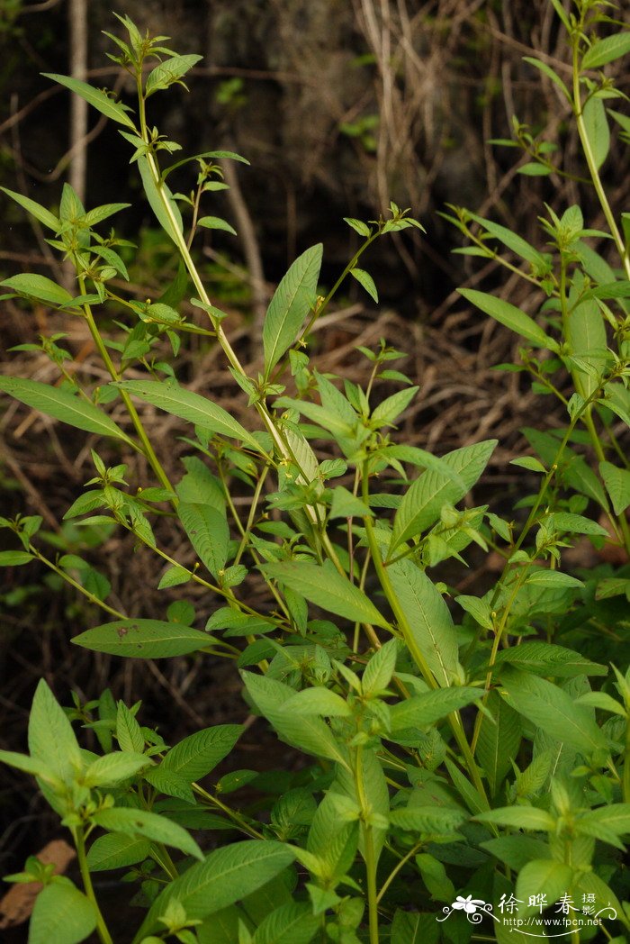 假柳叶菜Ludwigia epilobioides