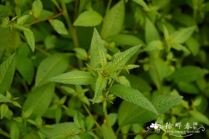 假柳叶菜Ludwigia epilobioides 假柳叶菜Ludwigia epilobioides